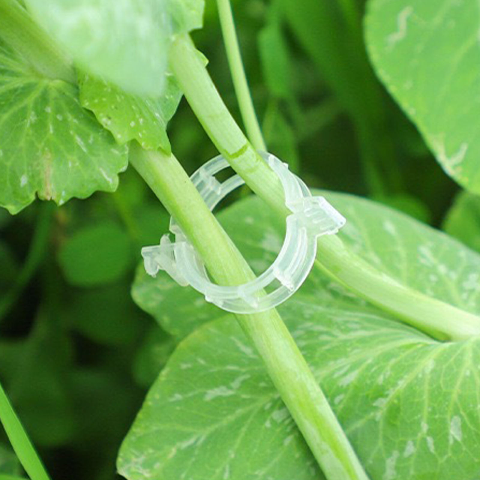 Secured Plastic Plant Clip for - Vine Climbing Plastic ulasan dan harga